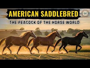 All About American Saddlebreds - How They Became the Horse America Made