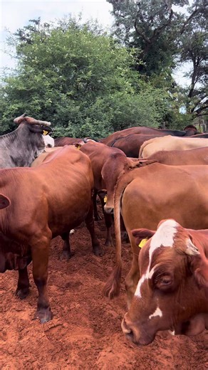 Exploring Karuuombe Farming in Namibia