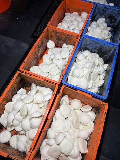 Biggest Idli Factory Making 10000 Idlis Daily | Bhookhasher