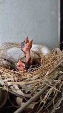 Mother’s love. #mothernature #birds #wildlife #guddumauryasarpmitra