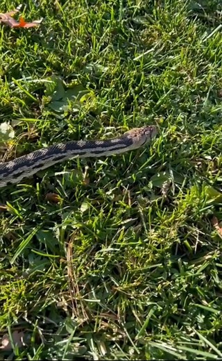 As we move into the winter season, many snake species enter a natural state similar to hibernation known as brumation. Brumation is a survival strategy used by snakes that conserves energy during cold weather by slowing their metabolism. Snakes become very inactive and discontinue eating as they take shelter in underground burrows or rock crevices to survive the cold. The period of brumation typically lasts from approximately October/November through March/April. The short clip features a Great