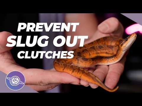Stop SLUG OUT Ball Python Clutches Before They Happen | #ballpython #snake #reptiles