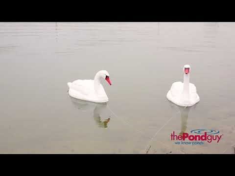 The Pond Guy® Product Video - Floating Swan Decoy