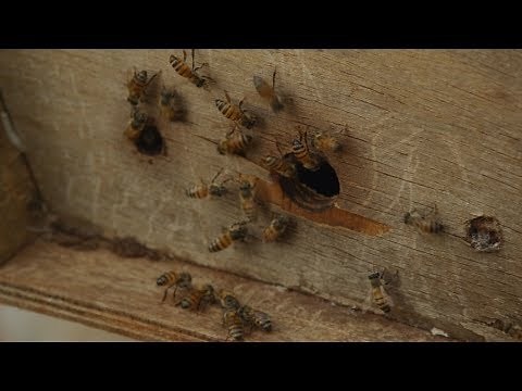 How bees protect farmers from elephants