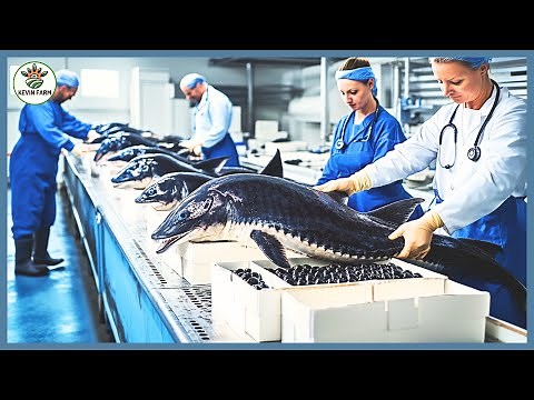 How Farmers Raises Millions of Sturgeon - Caviar Farm - Caviar Processing factory