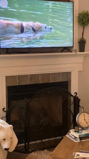 Raining outside.... soooo much rain. So what're the girls gonna do? Welp, George is happily snuggled up on the couch watching one of her favorite shows--and Steve is cuddled beside her trying to figure out what George is doing 😂 (Steve not interested in TV... maybe she doesn't have the ability to really see it?) What do your dogs do when weather is too bad to play outside? (looking for ideas since they are driving me insane every time I sit down to work, smacking my leg and slapping my computer