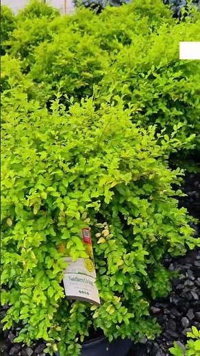 Our beautiful selection of Sunshine Ligustrum! #garden #shrubs