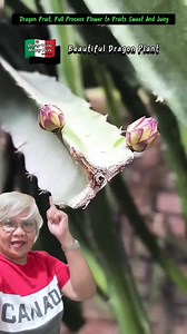 3.2K reactions · 462 shares | Dragon Fruit Farming #highlight #dragonfruit #farming | Efigenia Lustre | Facebook