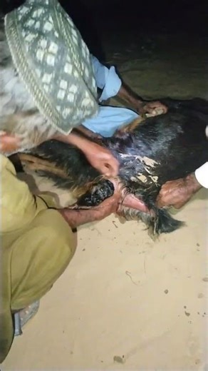 Successful Goat Operation 🐐 | Goat Delivery Live | Baby Goat Born | Goat Farming Video