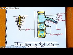 Root hair diagram| how to draw root hair step by step| root hair drawing |structure of root hair