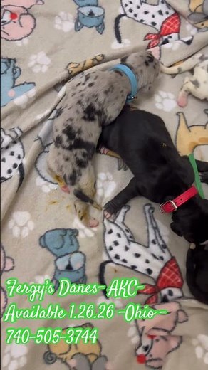 AKC Great Danes Puppies - Woodstock Ohio Available 1.26.26 #AKCGreatDane