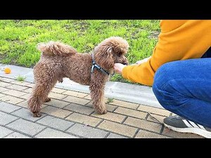 Charlie the Red Poodle Crazy Ball Play & Funny Rest!