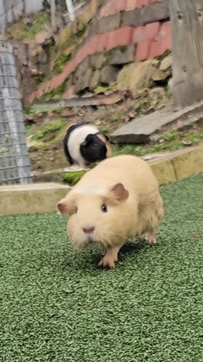 Adorable Guinea Piggy Wiggles in Guineaville, Hobart, Australia