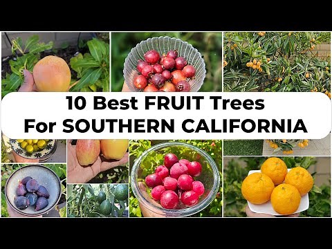 Growing the Top 10 Best Fruit Trees in Southern California