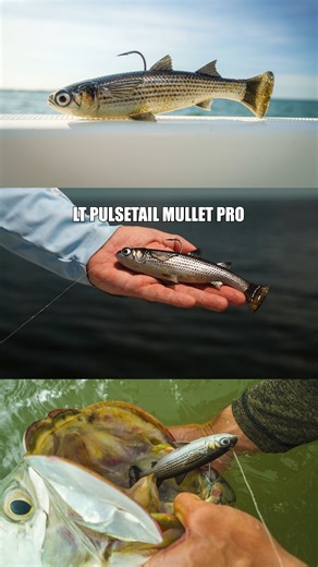 The ultimate mullet imitator 🔥 The Pulse Tail Mullet Pro has two hook position options so you can switch up from a single top hook to a bottom treble depending how they are eating! 🔨 #pulsetailmulletpro #savagegearamericas #tarponfishing #mulletrun #inshorefishing #fishing | Savage Gear Americas