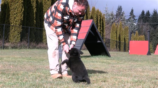 8 Week Old Puppy Training – How to Teach Sit Fast! #germanshepherd #dogtraining #gsd #k9 #germanshepherdpuppies #germanshepherdpuppy #workingdog | Kraftwork K9 Pro German Shepherds