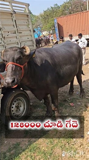 128000 ERRAGADDA BUFFALO MARKET || ఎర్రగడ్డ గేదెల మార్కెట్ || #erragadda​ #sundaymarket #agri