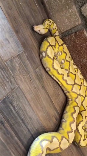 Yellow Python Does Something You’ve Never Seen Before 😳🐍