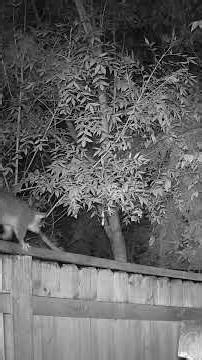 Poor Possum Baby Does A Face Plant Into The Water Bowl..