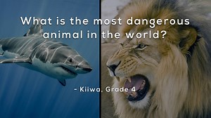3.8K views · 57 reactions | Are your kids wondering: “What is the most dangerous animal in the world?” This question came from Kiiwa, a 4th Grader from New Zealand. Like, share and vote on next week's question here: https://mysterydoug.com/vote | Mystery Doug | Facebook