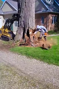 how to cut large trees | The Kelly Ford