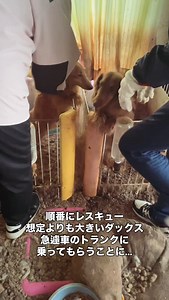 動物保護団体わんらぶ on Instagram: "【レスキューの様子】 レスキューの様子動画を載せきれなかった為 分けて投稿させていただきます🙏🏻 ハプニングはつきもの…💦 想定よりも大きなダックスたち。 スタッフさんの車、トランク部分に急遽 載せることとなりました💦 . . . #一般社団法人動物保護団体わんらぶ #動物保護団体わんらぶ #動物保護団体 #動物保護活動 #保護犬 #孤独死 #ネグレクト #動物虐待 #保護活動の中身 #今は保護犬未来は過保護犬 #緊急レスキュー #緊急保護"