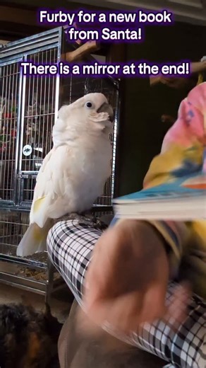 Robin & Furby on Instagram: "Furby loves his new book from Santa #furbythebirb #book #childrensbook #parrot #cockatoo"