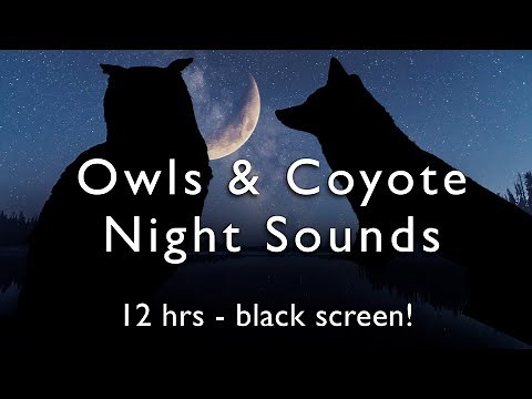 Owls, Coyotes & Crickets 12 HOURS Night Time White Noise