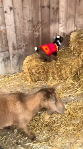 Adorable Baby Lamb with Baby Goats
