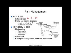 McCurnin's Chapter 30, Pain Management
