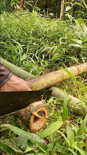 potong bambung #shortvideo