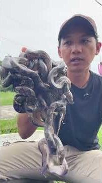 Preparation to release dozens of python snakes