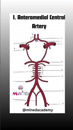 CIRCLE OF WILLIS