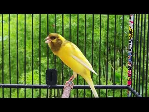 Belgian Canary Singing That Builds Perfect Tone