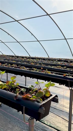 #strawberries #greenhouseproduction #cea #substrates #horticulture #hydroponics #peat #woodfiber #perlite #farmproject #research #plantlogic #higrow #soillessgrowing | Brandan Shur