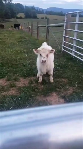 mini Highland Calves | Mini Highland Calves of America