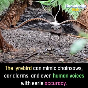 Knowledge Hub on Reels