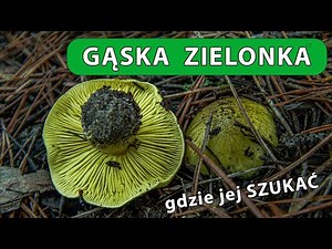 Gąska Zielonka - okolice Pustyni Błędowskiej, jak rozpoznać, jak szukać.