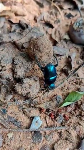 Dung Beetle – Nature’s Strongest Insect? | Amazing Animal Facts