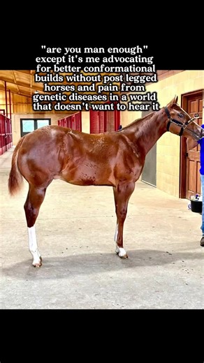 Mastering AQHA Horsemanship: Tips for Equestrian Success