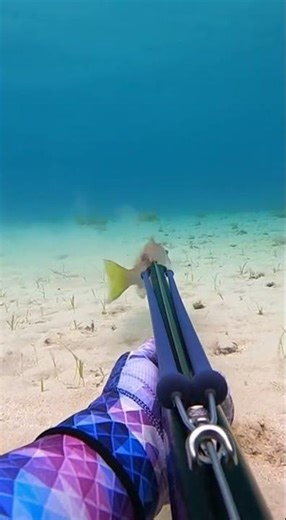 Underwater Hunt — Diver Secures a Catch