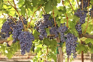What Is the White Stuff That Grows on Grapes?