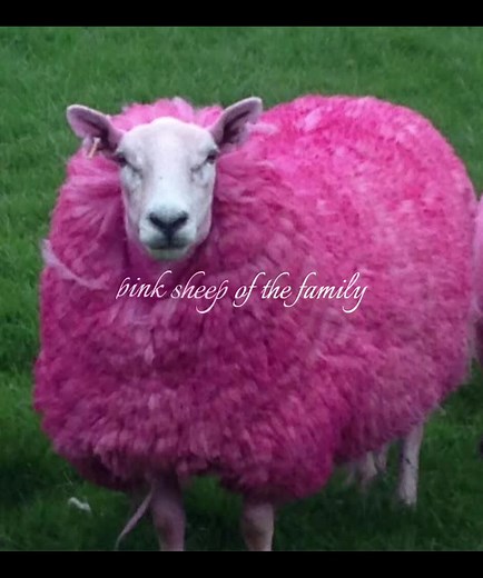 Understanding the Black Sheep of the Family