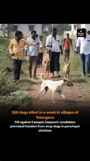 Bhaskar English on Instagram: "Cases of large-scale killing of stray dogs have been reported from several villages in Telangana following the Gram Panchayat elections. In the past week, around 500 stray dogs were allegedly killed across different districts. Police say the involvement of gram panchayat representatives is coming to light in these incidents. The latest incident has been reported from Kamareddy district. Around 200 stray dogs were allegedly killed in the last two to three days in 5 