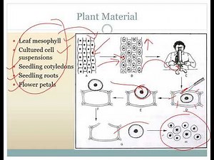 Protoplast Culture by Prof. Sonali Saste