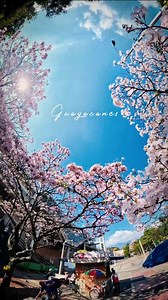 💐💐Florece la Eterna Primavera 💐💐 Programa tus recorridos con nosotros. Escríbenos 👇 www.medellintripcolombia.co Escríbenos 57(300) 645-41-28. Síguenos @medellintripcolombia #medellín #colombia #awesome_shots #travelawesome #tripaddicts #tourist #paisas #VisitaMedellín #callesdemedellín #medellin #colombia #eternaprimavera #insta360x4 | Medellin Trip Colombia