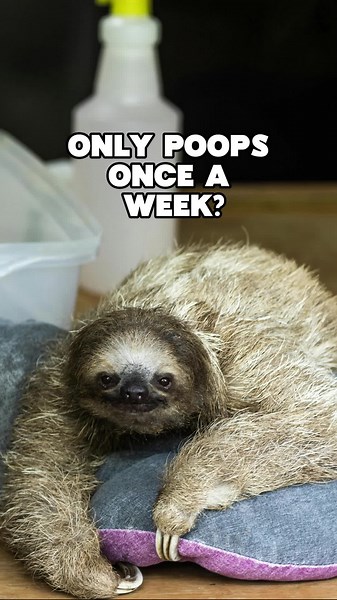 Sloths poop once a week?#animalfacts #animals #animalkingdom #facts