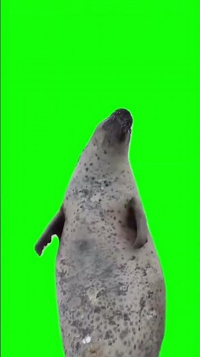 happy seal is clapping meme green screen