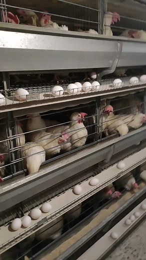 Inside a Large-Scale Poultry Farm Cage System