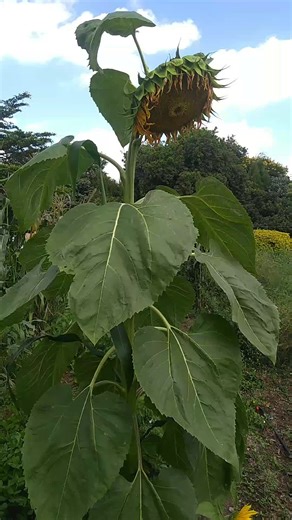 Simbarashe Rushesha (@simbarashe.rushes)’s videos with original sound - Simbarashe Rushesha